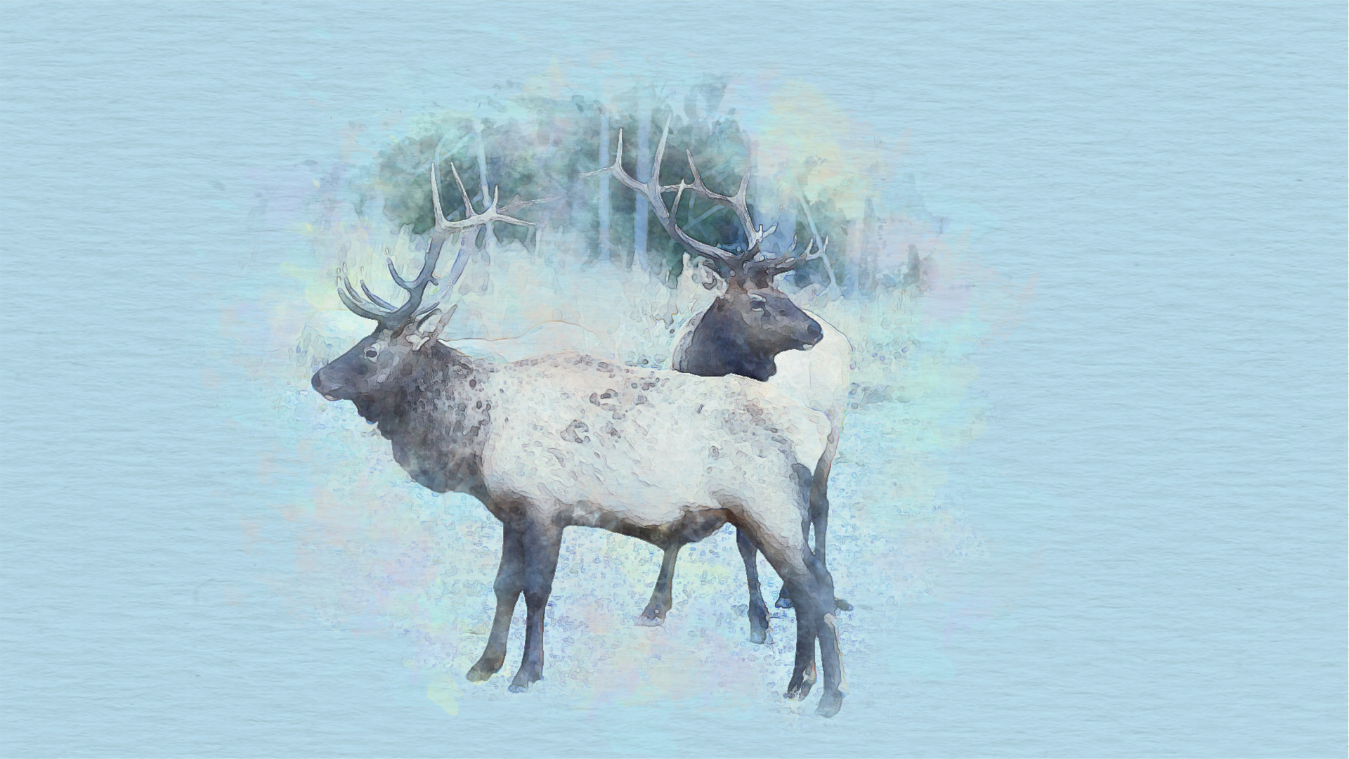 Watercolour painting of an elk crossing a gravel riverbed