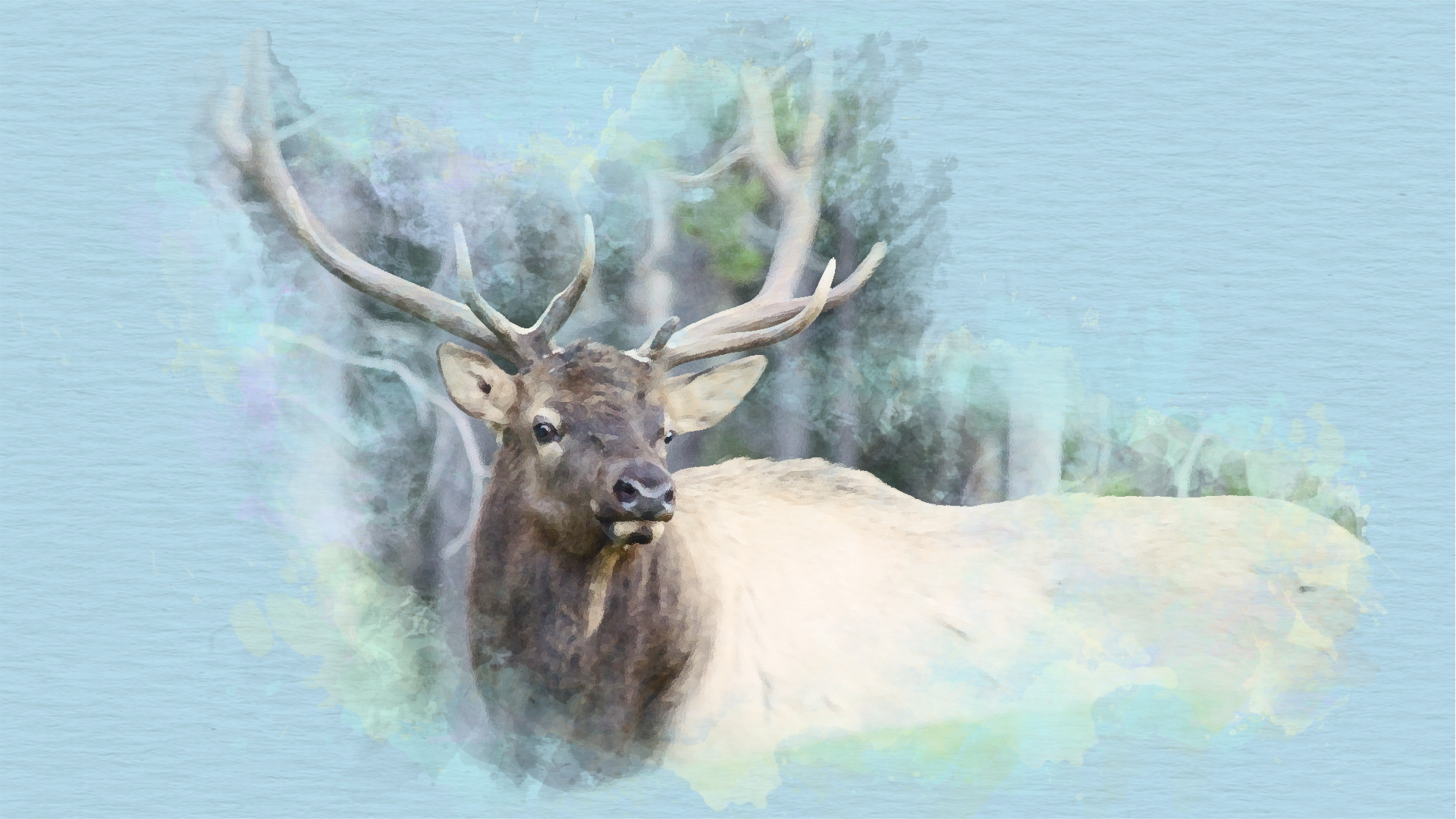 Watercolour painting of an elk among misty trees