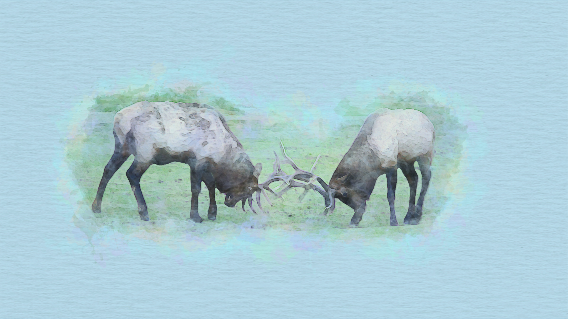 Watercolour painting of two elk locking antlers